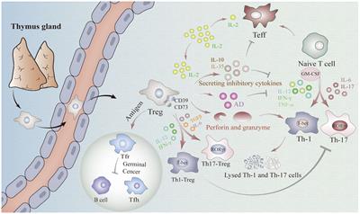 Epigenetic regulation of human FOXP3+ Tregs: from homeostasis maintenance to pathogen defense